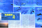 P6P7与海豚共舞