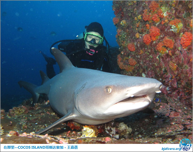 -Cocos Island˹