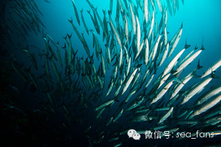 Raja Ampat - Ӱʮ