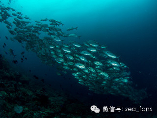 Raja Ampat - Ӱʮ